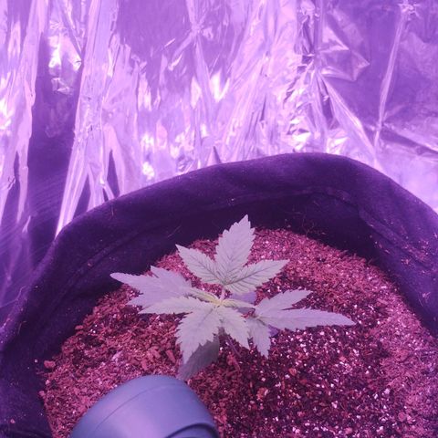 Soul tinha growlog photo: Leafs are growing big, I'm waiting for the next node to come to start lst