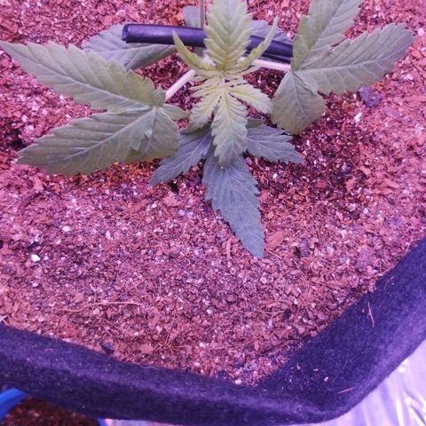 Soul tinha growlog photo: Curved babe, I'm thinking about removing the leaf touching the soil but I'm scared that could be a little stressing for her