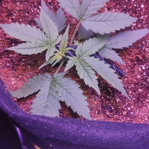 Soul tinha growlog photo: She went up all by herself, this girl is doing well which is kind of impressive 