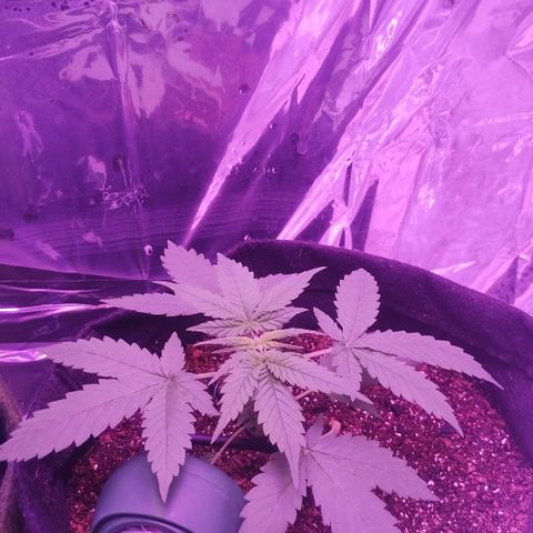 Soul tinha growlog photo: She looks so healthy, this plant is making me so proud!! Unfortunately I think she's too small, I'm afraid I'm not gonna harvest too much from her 