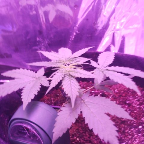 Soul tinha growlog photo: She looks so healthy, this plant is making me so proud!! Unfortunately I think she's too small, I'm afraid I'm not gonna harvest too much from her 