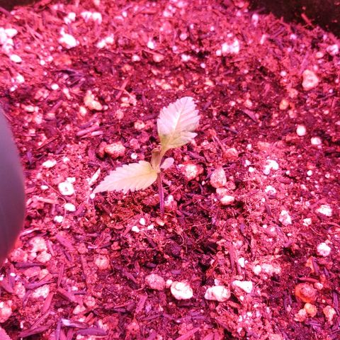 Clarita growlog photo: The girl seems a little stretched, will put the light a little down 