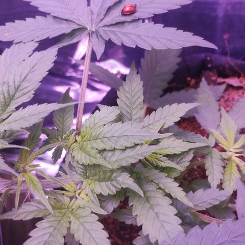 Soul tinha growlog photo: She looks healthy but the light green on those new Leafs worries me a little, and I've got a new assistant, today I've open the box and she was inside 💜
