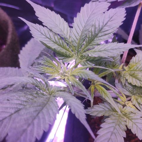 Soul tinha growlog photo: She looks healthy but the light green on those new Leafs worries me a little, and I've got a new assistant, today I've open the box and she was inside 💜