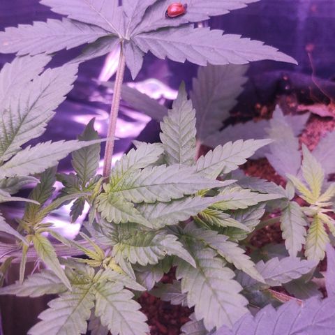 Soul tinha growlog photo: She looks healthy but the light green on those new Leafs worries me a little, and I've got a new assistant, today I've open the box and she was inside 💜