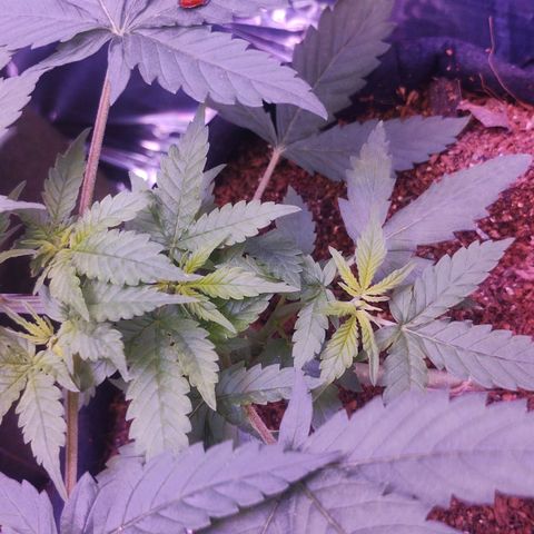 Soul tinha growlog photo: She looks healthy but the light green on those new Leafs worries me a little, and I've got a new assistant, today I've open the box and she was inside 💜