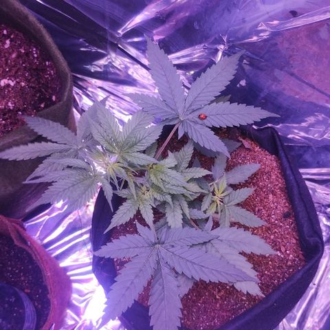 Soul tinha growlog photo: She looks healthy but the light green on those new Leafs worries me a little, and I've got a new assistant, today I've open the box and she was inside 💜
