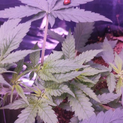 Soul tinha growlog photo: She looks healthy but the light green on those new Leafs worries me a little, and I've got a new assistant, today I've open the box and she was inside 💜