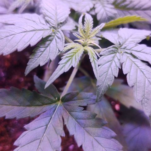 Soul tinha growlog photo: Look at those new pistils!! Flowering is going well so far, the plant is not that big but I'm happy, I regret nothing, as bobby Ross said "as long as you're learning, you're not failing" let's goooo