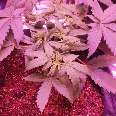 Soul tinha growlog photo: Look at those new pistils!! Flowering is going well so far, the plant is not that big but I'm happy, I regret nothing, as bobby Ross said "as long as you're learning, you're not failing" let's goooo