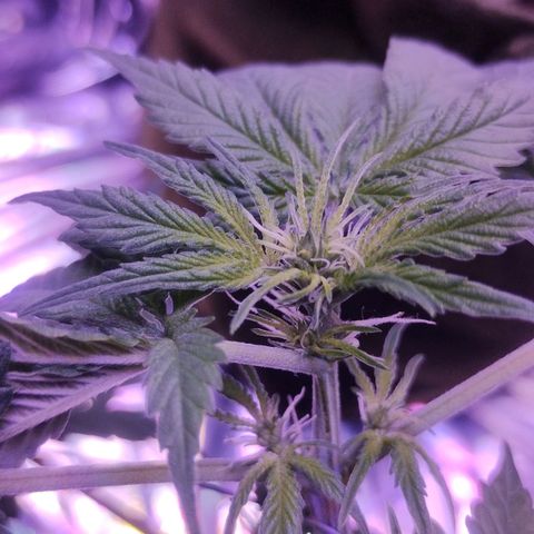 Soul tinha growlog photo: Look at those new pistils!! Flowering is going well so far, the plant is not that big but I'm happy, I regret nothing, as bobby Ross said "as long as you're learning, you're not failing" let's goooo