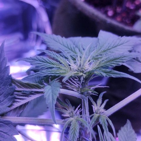 Soul tinha growlog photo: Look at those new pistils!! Flowering is going well so far, the plant is not that big but I'm happy, I regret nothing, as bobby Ross said "as long as you're learning, you're not failing" let's goooo