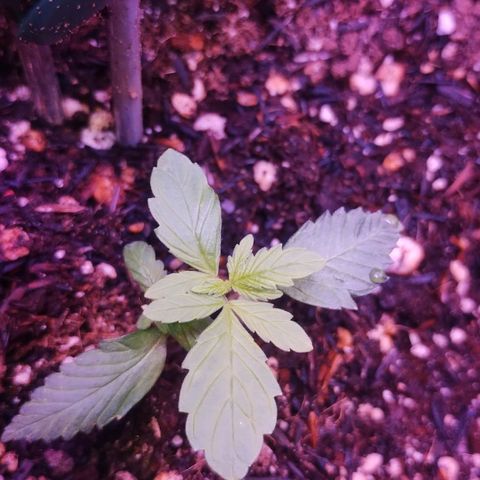 Clarita growlog timeline photo