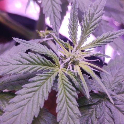 Soul tinha growlog timeline photo