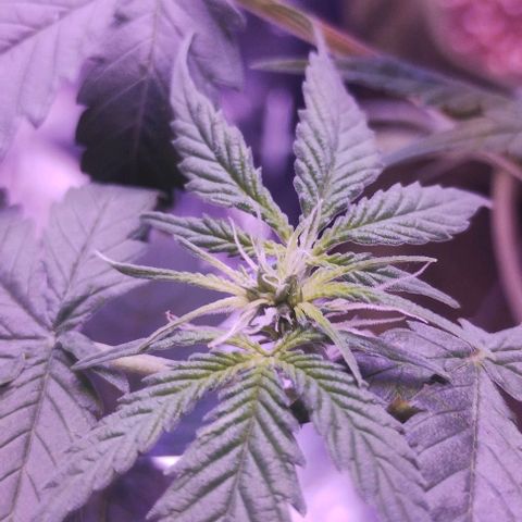 Soul tinha growlog timeline photo