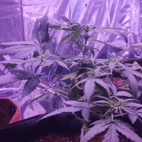 Soul tinha growlog timeline photo