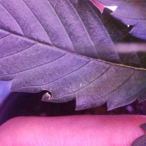 Soul tinha growlog timeline photo