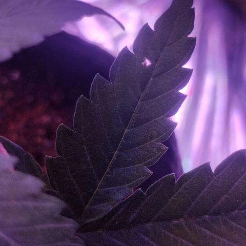 Soul tinha growlog timeline photo