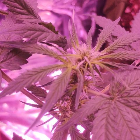 Soul tinha growlog timeline photo