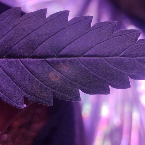 Soul tinha growlog timeline photo