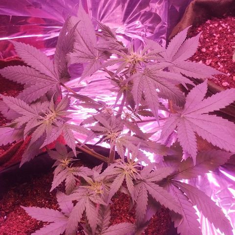 Soul tinha growlog timeline photo