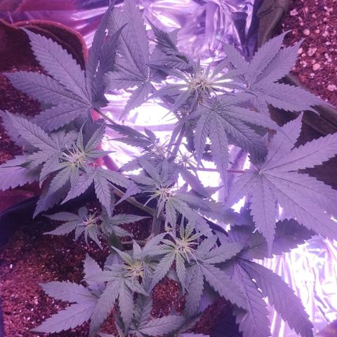Soul tinha growlog timeline photo