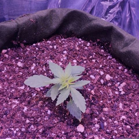 Clarita growlog timeline photo
