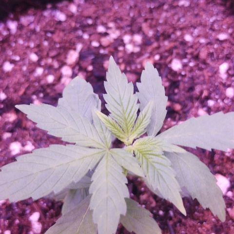 Clarita growlog timeline photo