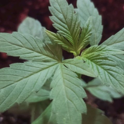 Clarita growlog timeline photo
