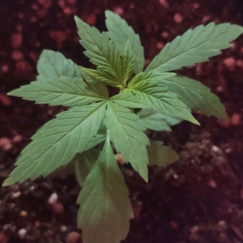 Clarita growlog timeline photo