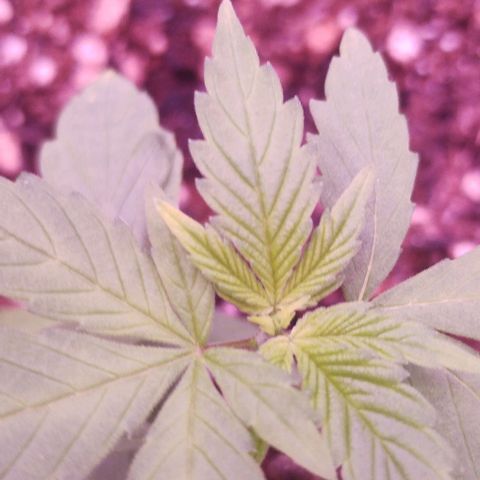 Clarita growlog timeline photo