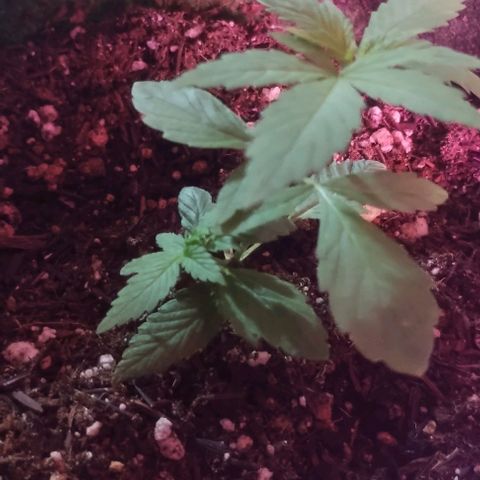 Clarita growlog timeline photo