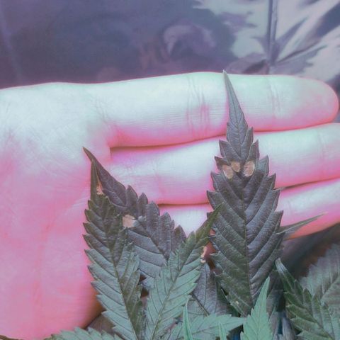 Soul tinha growlog timeline photo