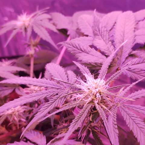 Soul tinha growlog timeline photo