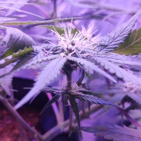 Soul tinha growlog timeline photo