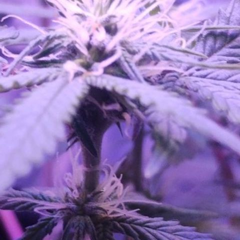 Soul tinha growlog timeline photo