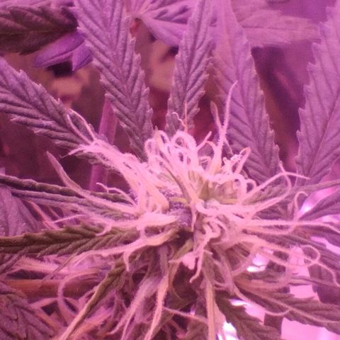 Soul tinha growlog timeline photo