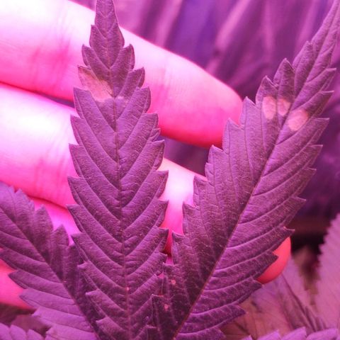 Soul tinha growlog timeline photo