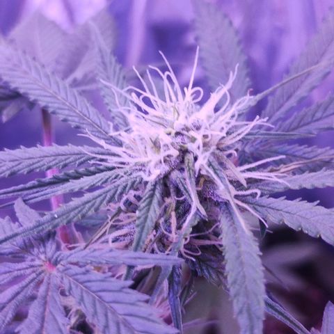 Soul tinha growlog timeline photo