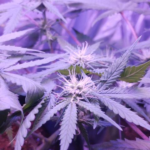 Soul tinha growlog timeline photo