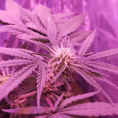 Soul tinha growlog timeline photo