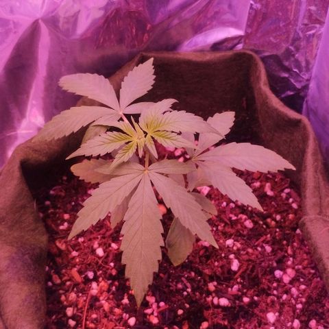 Clarita growlog timeline photo