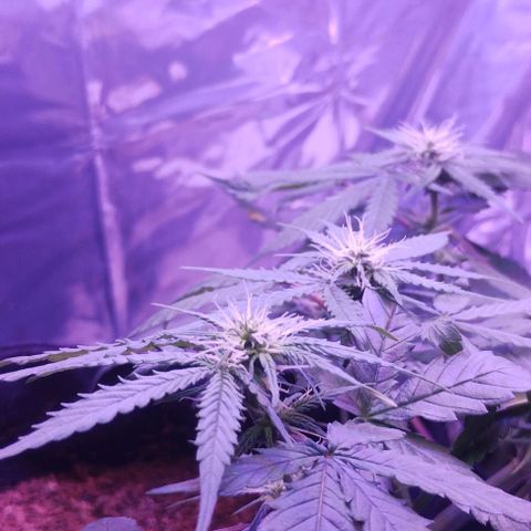 Soul tinha growlog timeline photo