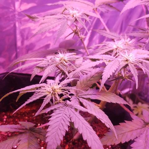 Soul tinha growlog timeline photo