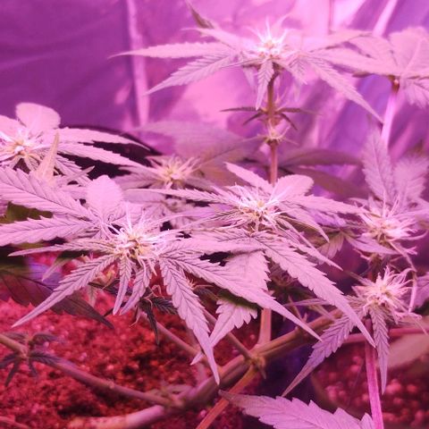Soul tinha growlog timeline photo