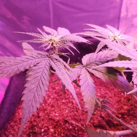 Soul tinha growlog timeline photo