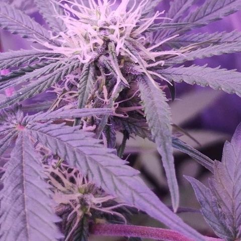 Soul tinha growlog timeline photo