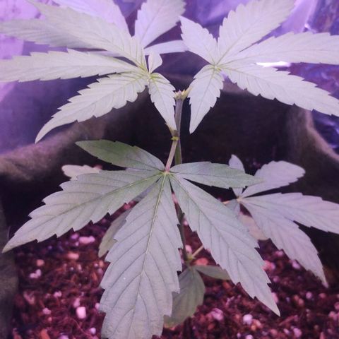 Clarita growlog photo: I've cut the top notch cause I want her to be as short as possible, maybe it was but it had to be done... This is the way
