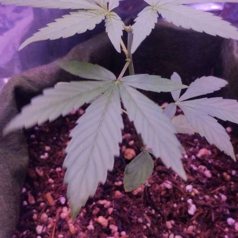 Clarita growlog photo: I've cut the top notch cause I want her to be as short as possible, maybe it was but it had to be done... This is the way