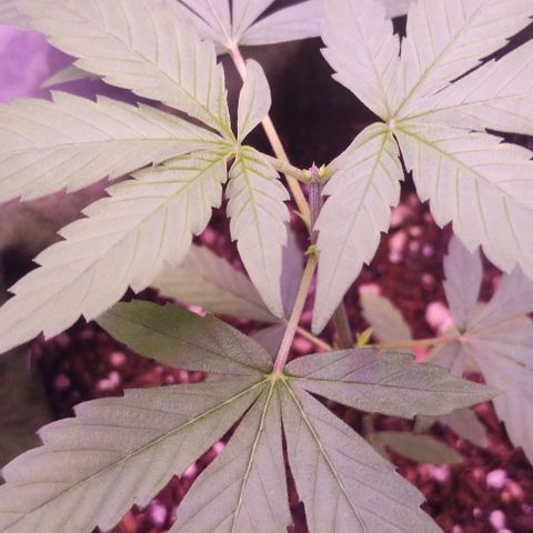 Clarita growlog photo: I've cut the top notch cause I want her to be as short as possible, maybe it was but it had to be done... This is the way